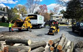 How Our Tree Care Process Works  in Adams, WI