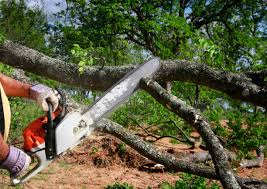 Reliable Adams, WI Tree Services Solutions